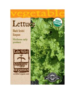 Lactuca, Loose-Leaf Lettuce 'Black Seeded Simpson' Organic Heirloom