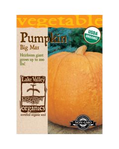 Cucurbita, Giant Pumpkin 'Big Max' Organic Heirloom