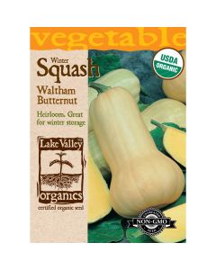 Cucurbita, Butternut 'Waltham' Organic Heirloom