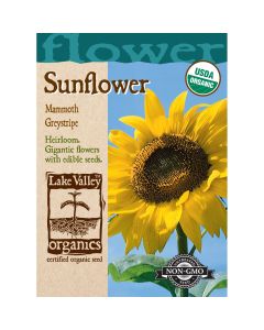 Helianthus, Giant Sunflower 'Mammoth Greystripe' Organic Heirloom