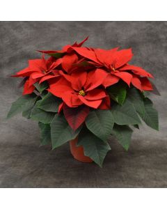 Classic Red Poinsettia in Bare Pot
