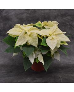 Classic White Poinsettia in Bare Pot