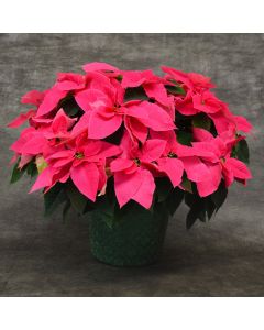 Queen Pink Princettia® with Premium Cover