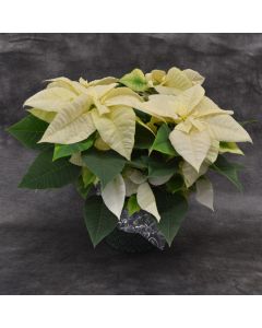 Classic White Poinsettia with Premium Cover