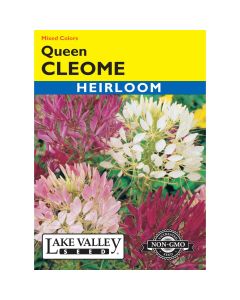 Cleome, Spider Flower Mix 'Queen' Heirloom