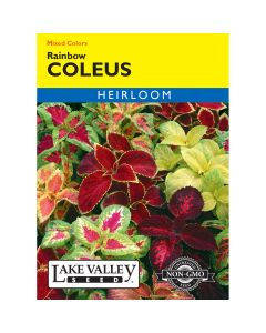 Coleus 'Rainbow' Mixed Colors