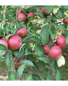Malus, Fruiting Apple 'Winecrisp™'