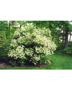 Viburnum, Arrowwood