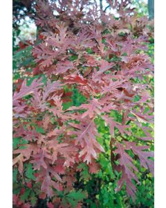 Quercus, White Oak