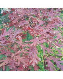 Quercus, White Oak (Large Sizes)