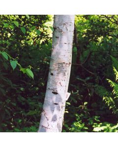 Betula, Gray Birch 'Whitespire'