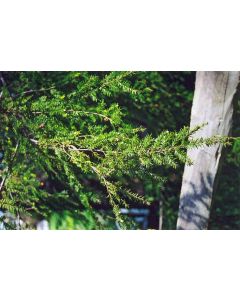 Tsuga, Canadian Hemlock