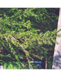 Tsuga, Canadian Hemlock (Large Sizes)