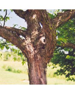 Ostrya, Ironwood 'American Hophornbeam' (Large Sizes)