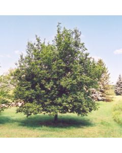 Ostrya, Ironwood 'American Hophornbeam'