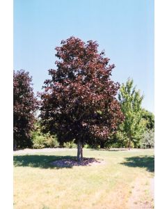 Acer, Norway Maple 'Royal Red' (Large)