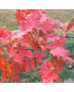 Quercus, Northern Red Oak (Large Sizes)