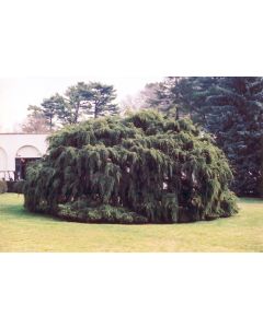 Tsuga, Canadian Hemlock 'Weeping'