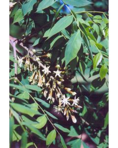 Gymnocladus, Kentucky Coffeetree