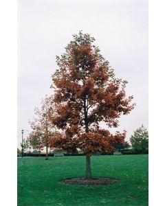 Quercus, Swamp White Oak