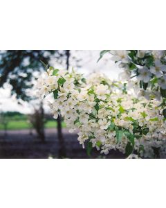 Malus, Flowering Crabapple 'Snowdrift'