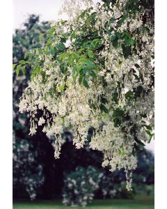 Cladrastis, American Yellowwood