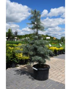 Abies, White Fir