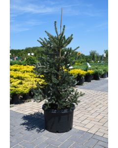 Abies, Korean Fir 'Horstmann’s Silberlocke'