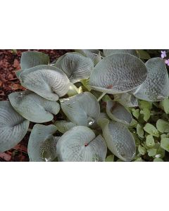 Hosta, Blue Leaf 'Abiqua Drinking Gourd'