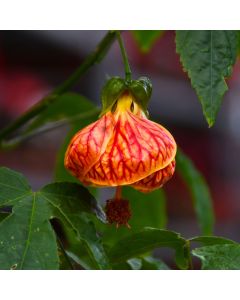 Abutilon Pictum, Flowering Maple