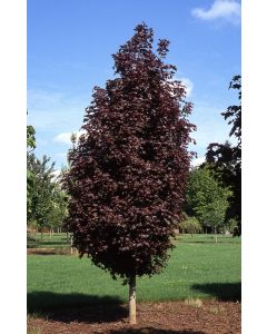 Acer, Norway Maple 'Crimson Sentry'