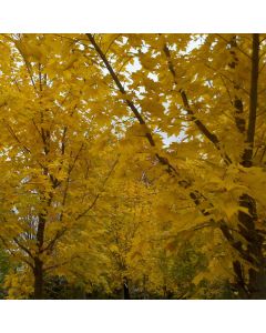 Acer, Miyabe Maple 'State Street®' (Large Sizes)