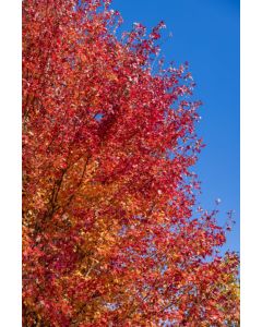Acer, Freeman Maple 'First Editions® Matador™'