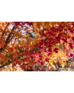 Acer, Freeman Maple 'First Editions® Matador™' (Large Sizes)