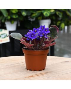 4" Pot