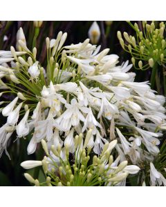 Agapanthus, African Lily 'Bridal Veil®'