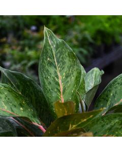 Aglaonema, Chinese Evergreen 'Amelia Lane'