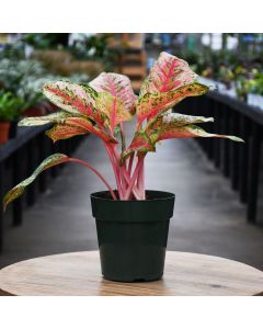 Aglaonema, Chinese Evergreen 'Crosby's Christmas'