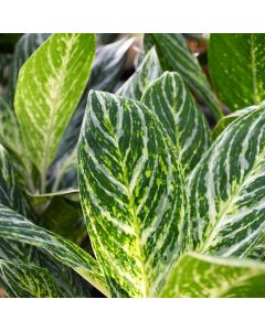 Aglaonema, Chinese Evergreen 'Golden Madonna'