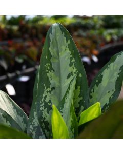 Aglaonema, Chinese Evergreen 'Jubilee Petite'