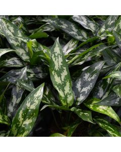 Aglaonema Maria