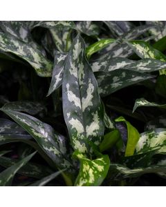 Aglaonema, Chinese Evergreen 'Maria Emerald Beauty'