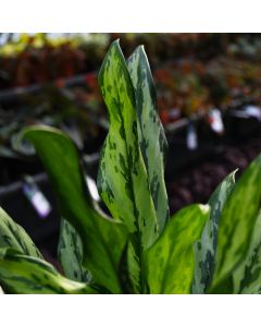 Aglaonema, Chinese Evergreen 'Miss Juliet'