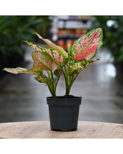 Aglaonema 'Ruby Ray'