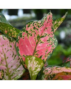 Aglaonema, Chinese Evergreen 'Ruby Ray'