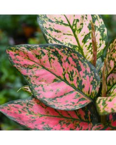 Aglaonema, Chinese Evergreen 'Wishes'