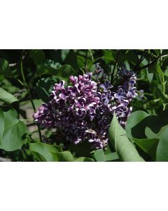 Syringa, Common Lilac 'Albert Holden'
