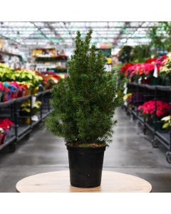 Picea, Spruce 'Alberta'