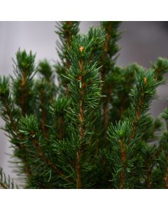 Picea, Spruce 'Alberta'