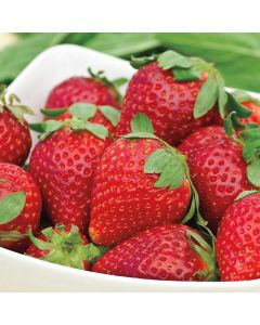 Fragaria, Strawberry 'Albion'